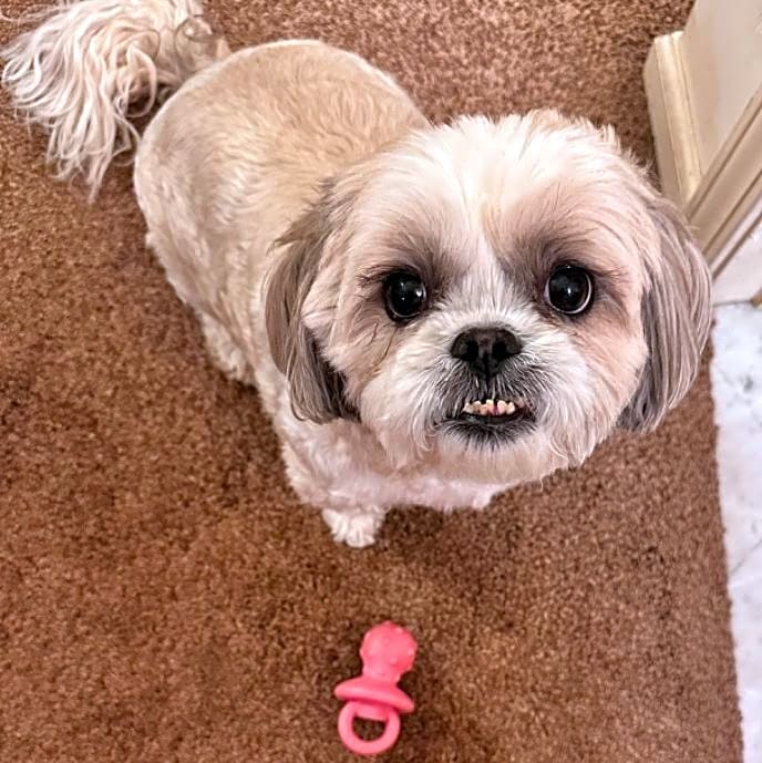 Photo of Simba