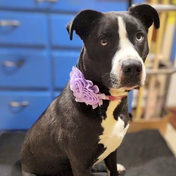 Photo of Bijou