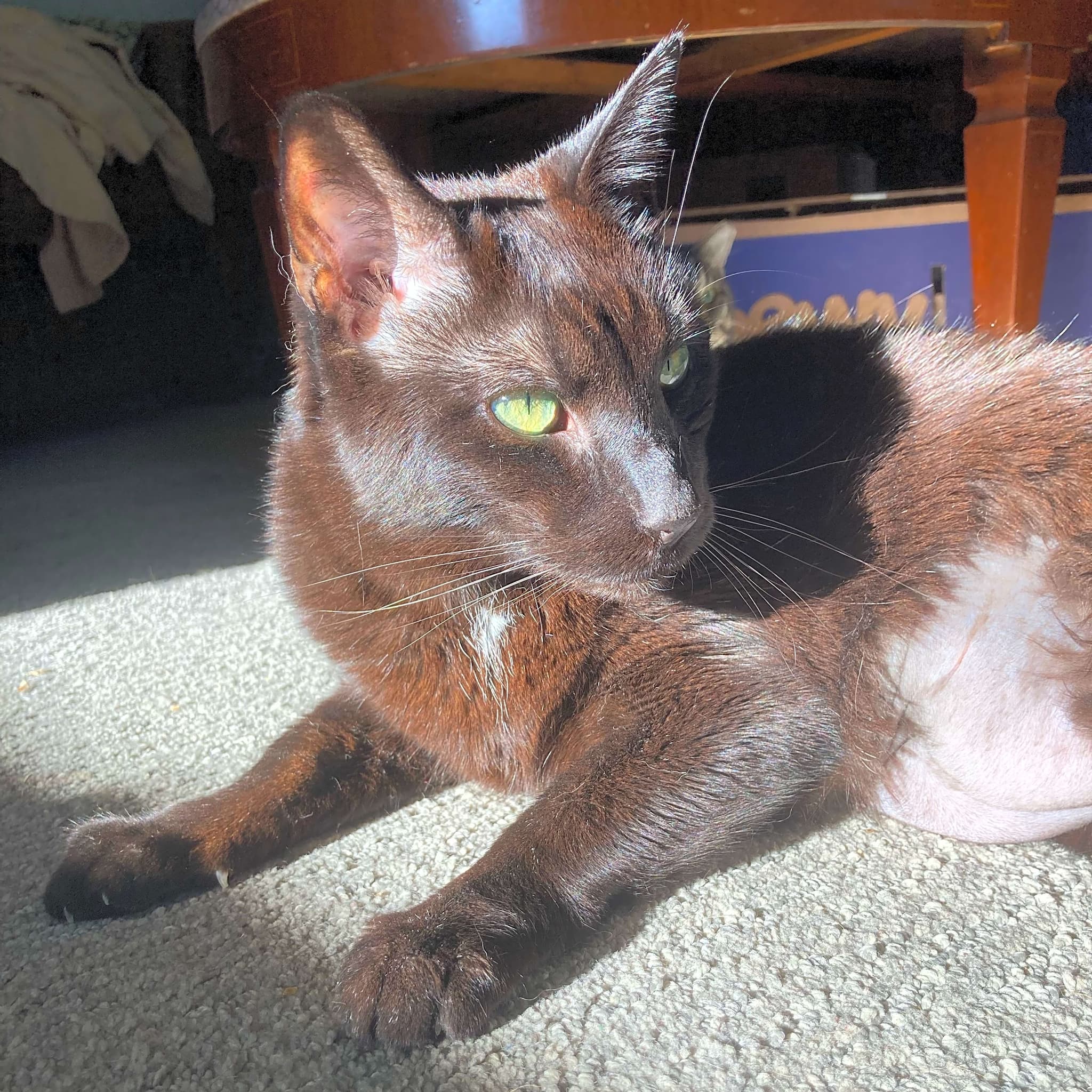 Photo of Buster