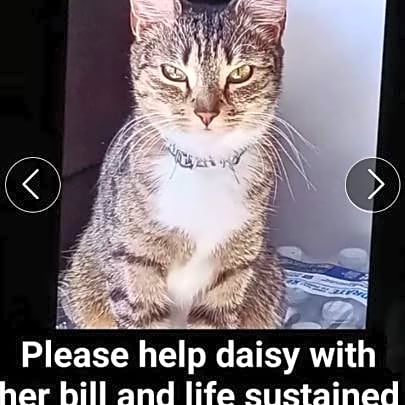 Photo of Daisy