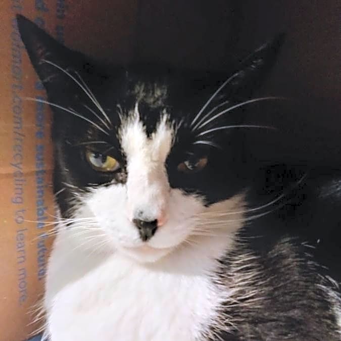 Photo of Goody