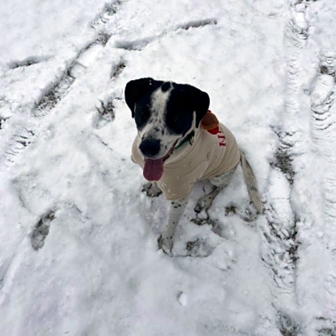 Photo of Gunner