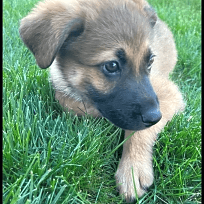 Photo of Capone