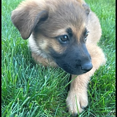 Photo of Capone