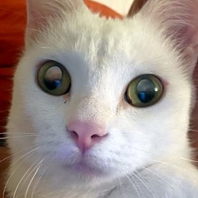 Photo of Lucky
