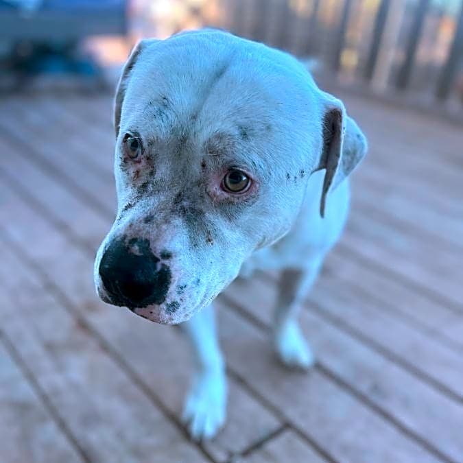 Photo of Frosty