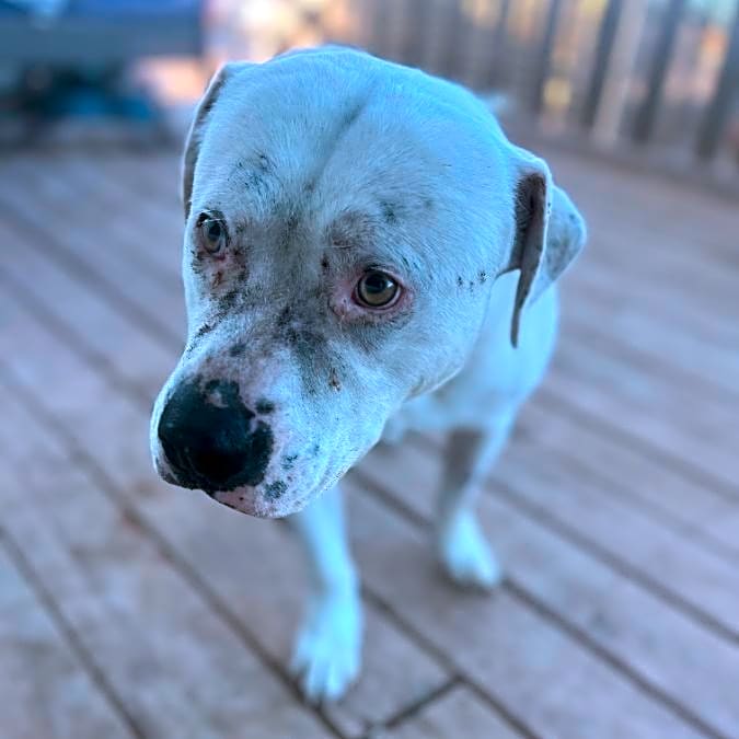 Photo of Frosty