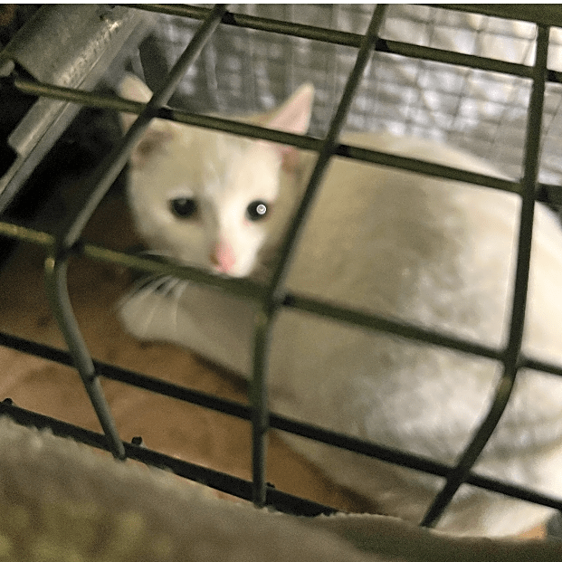 Photo of Feral