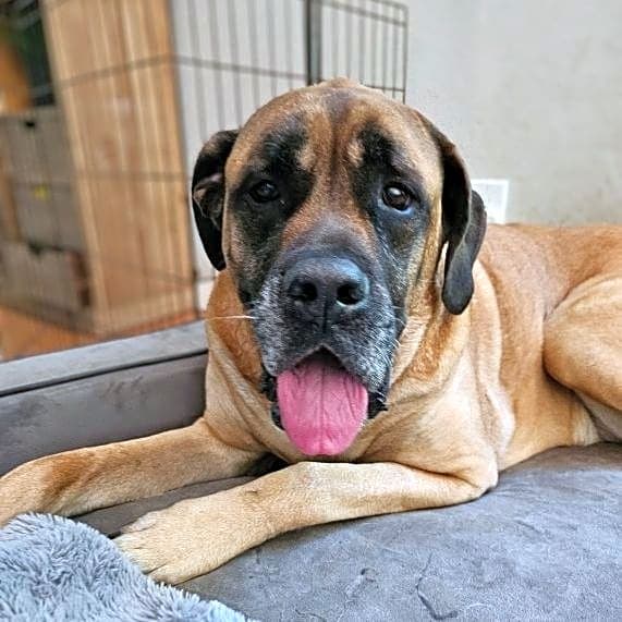 Photo of Bailey
