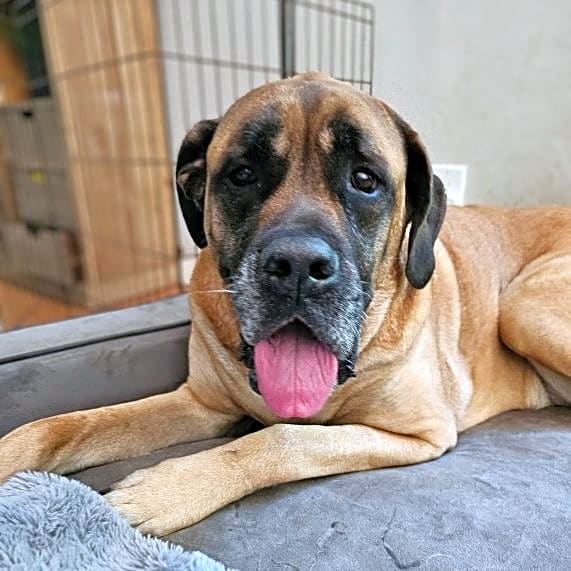 Photo of Bailey