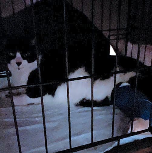 Photo of Oreo