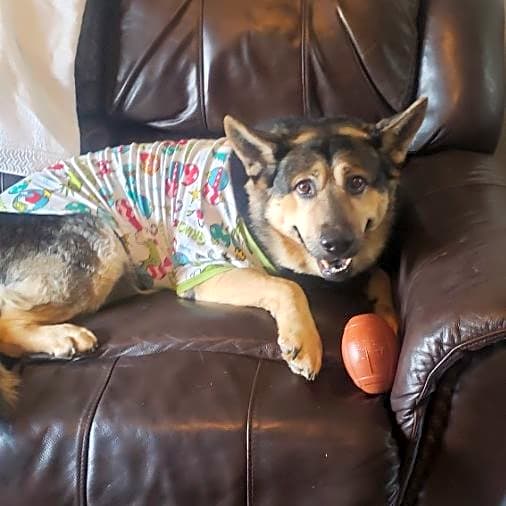 Photo of Loki