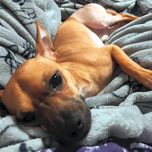 Photo of Dobby