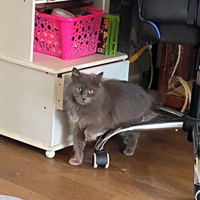 Photo of Mama Kitty