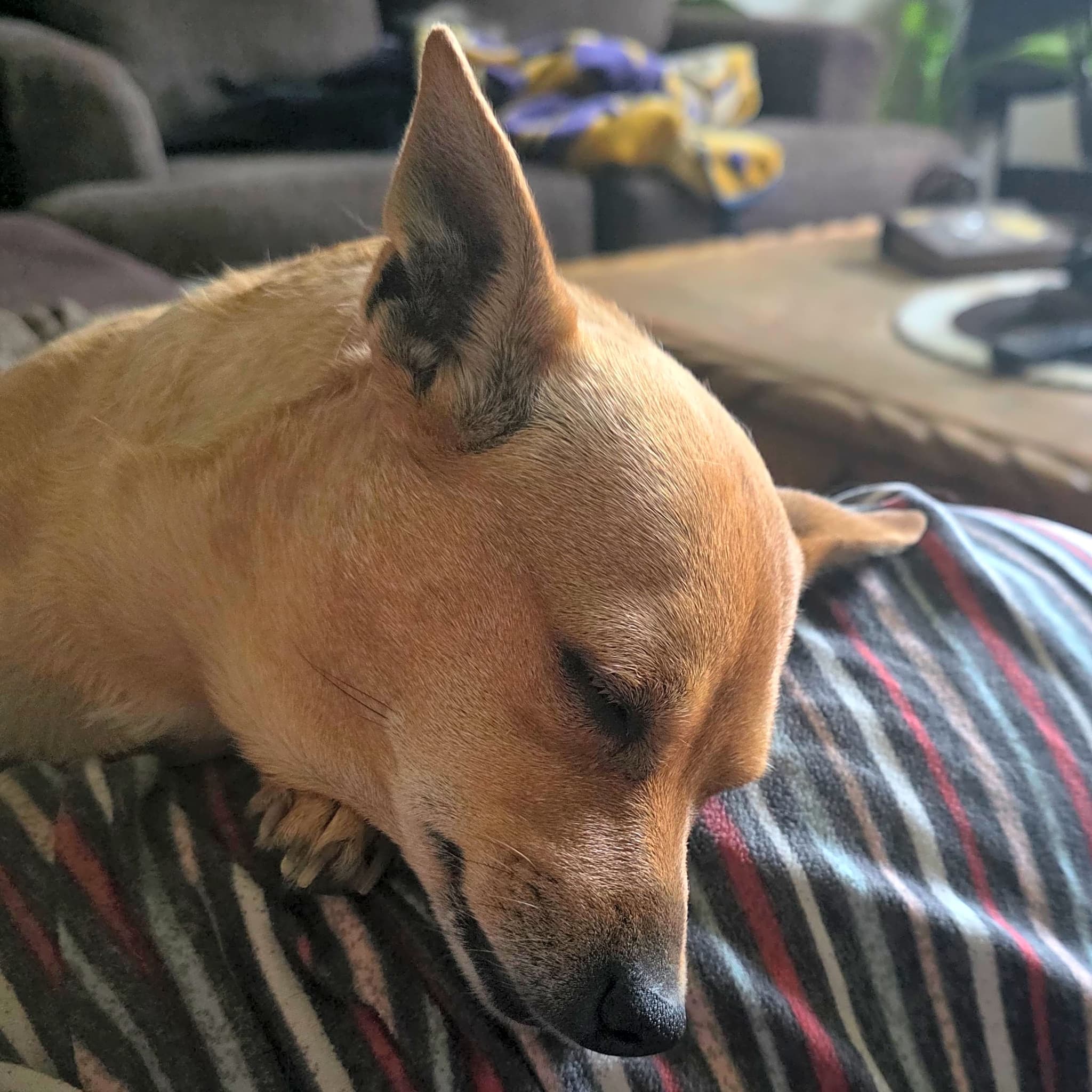 Photo of Ginger
