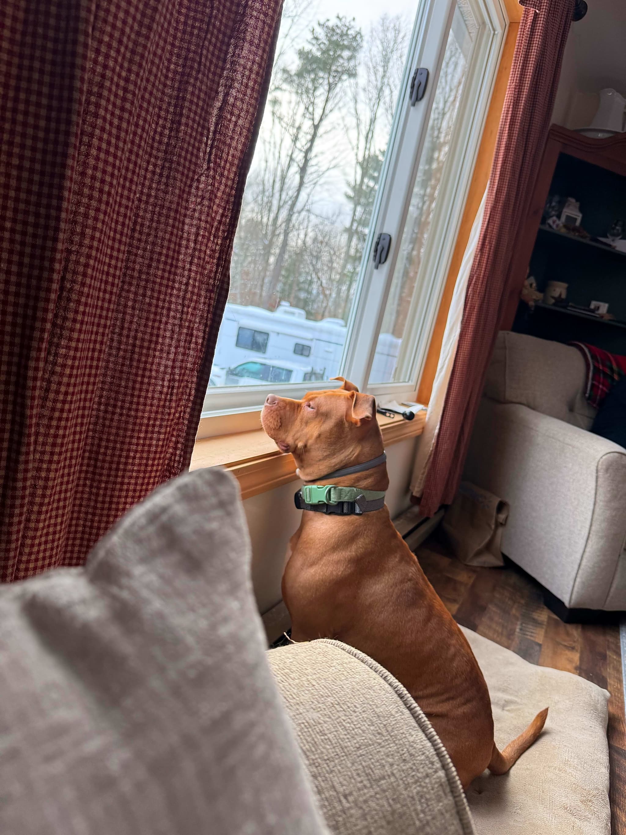 Photo of Lola