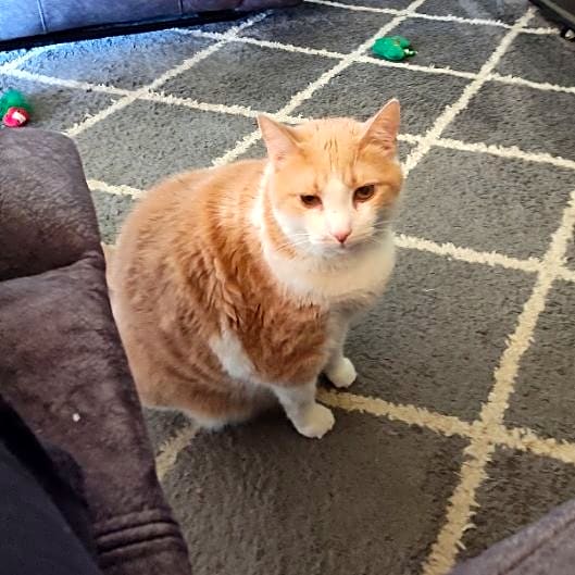 Photo of Rusty