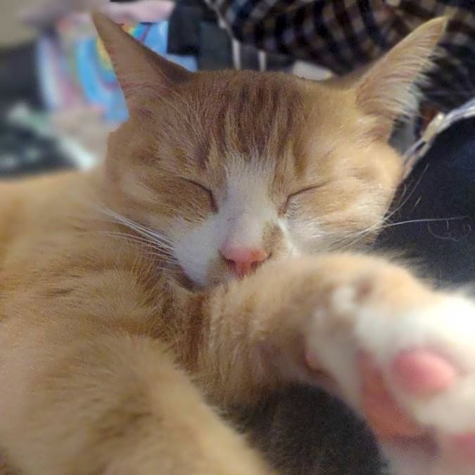 Photo of Honey