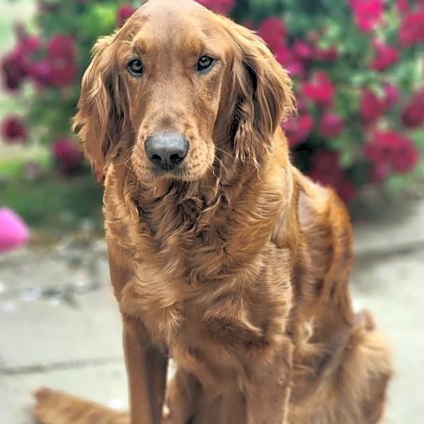 Photo of Holly