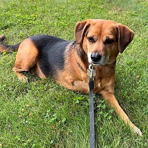 Photo of Hickory