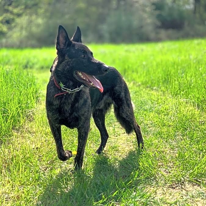 Photo of Bear