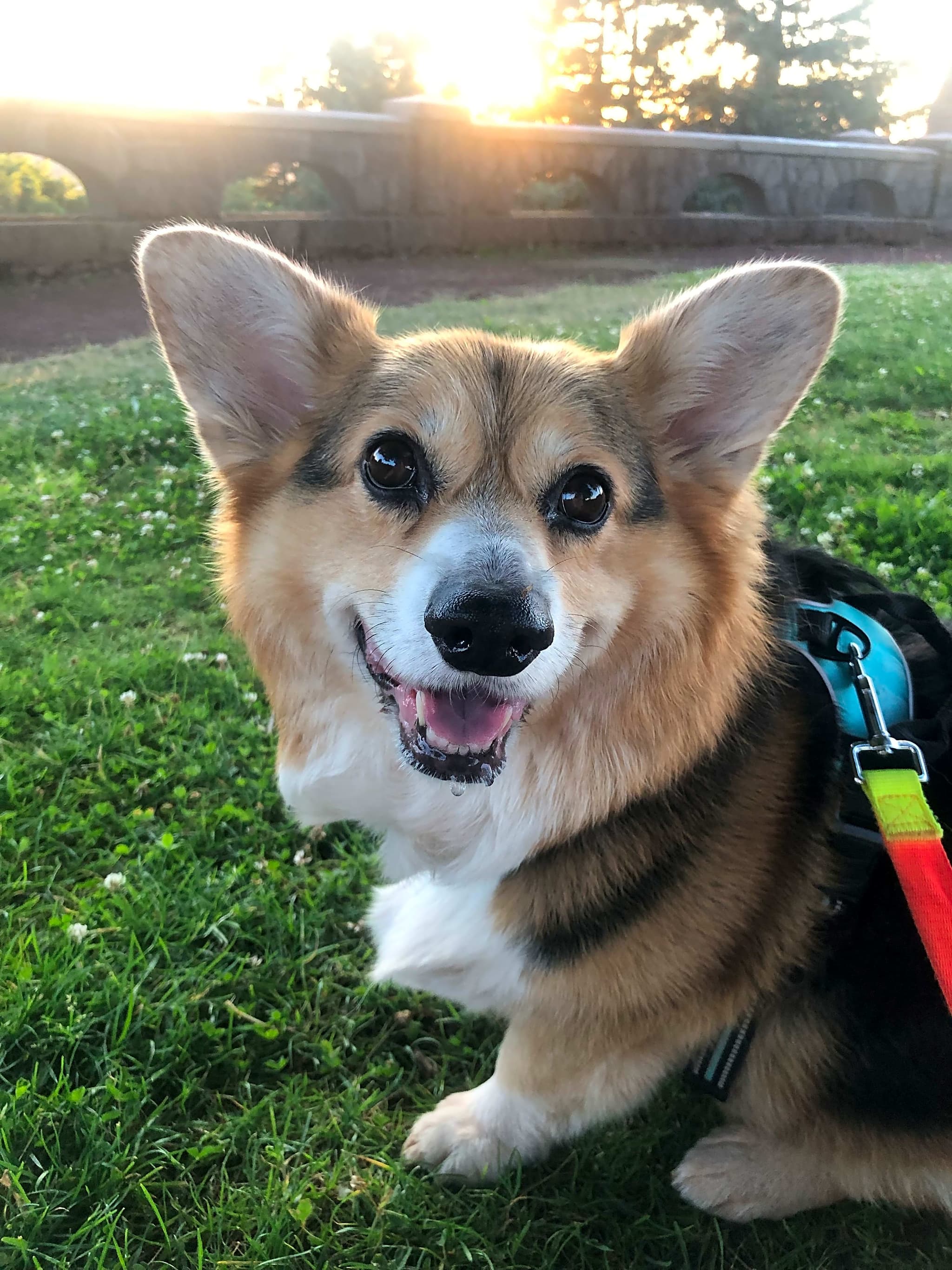 Photo of Maximus