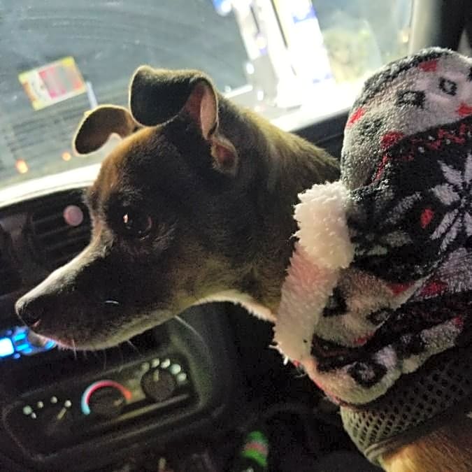 Photo of Buster