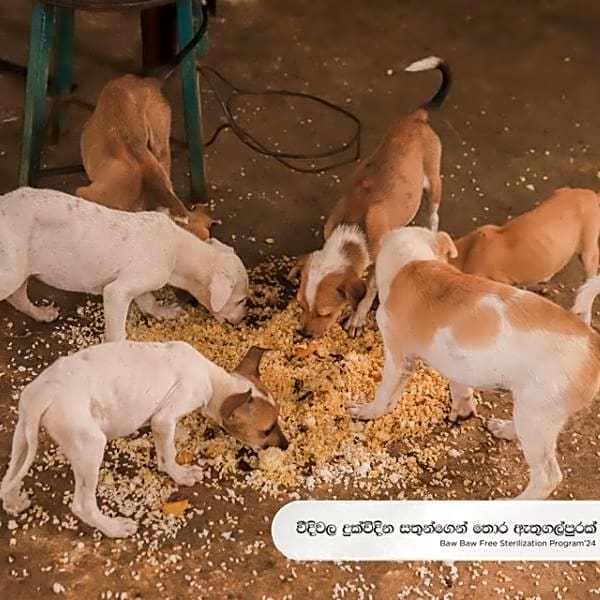 Photo of Community Spay & Neuter!