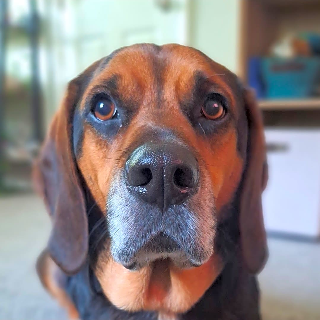 Photo of Buddy