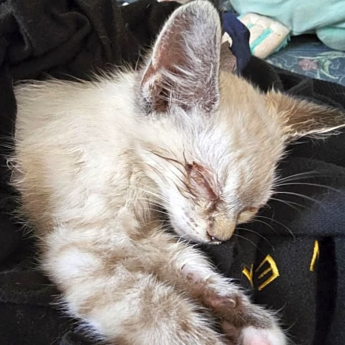 Photo of Luna