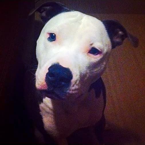 Photo of Bentley