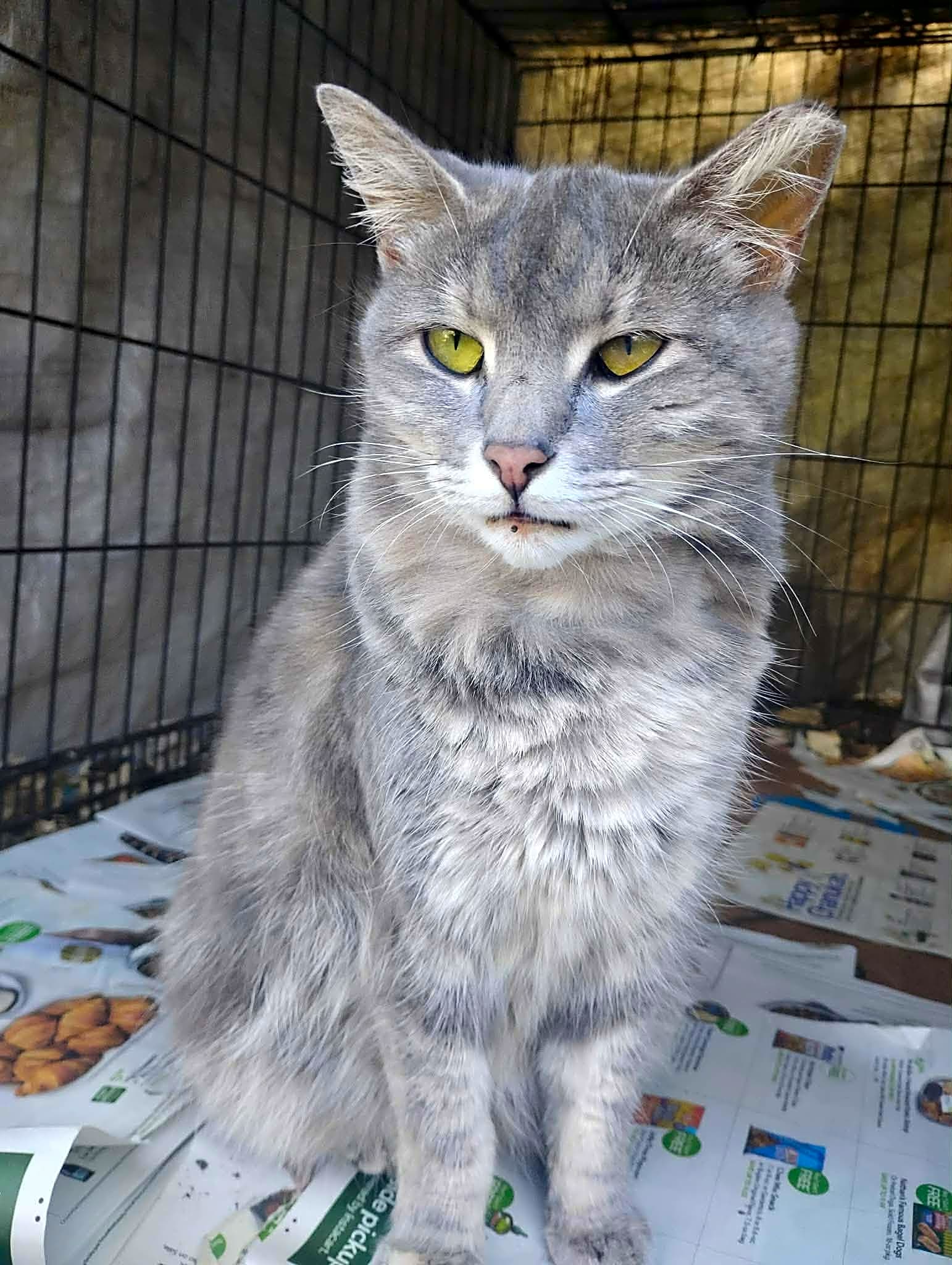 Photo of Luna