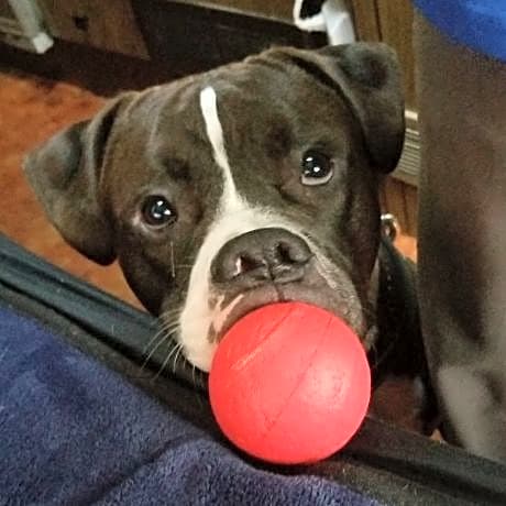 Photo of Havoc