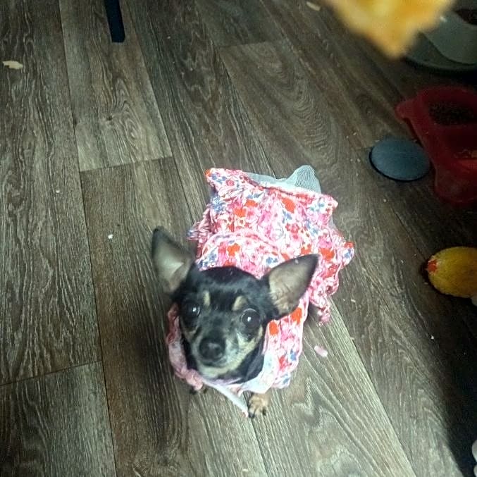 Photo of Lola