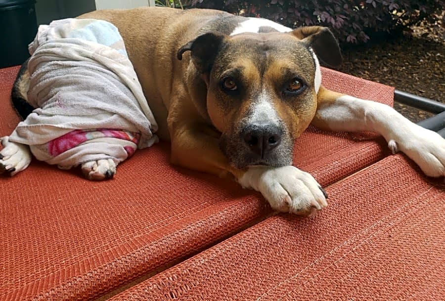Photo of Diesel