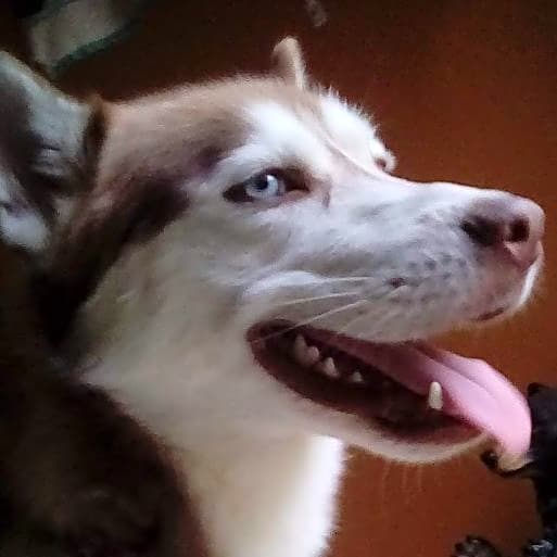 Photo of Louie
