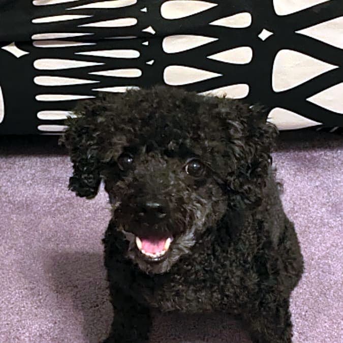 Photo of Pouppy