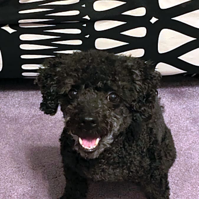 Photo of Pouppy