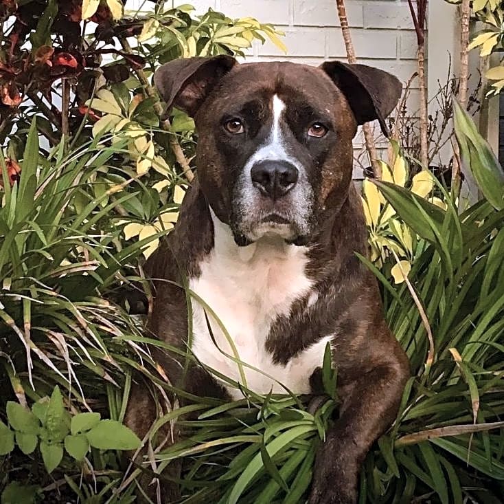 Photo of Suri