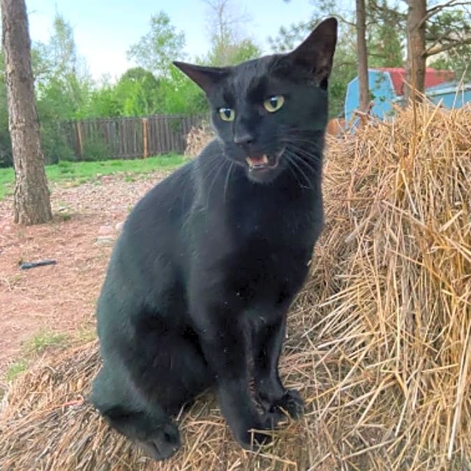 Photo of Mischief