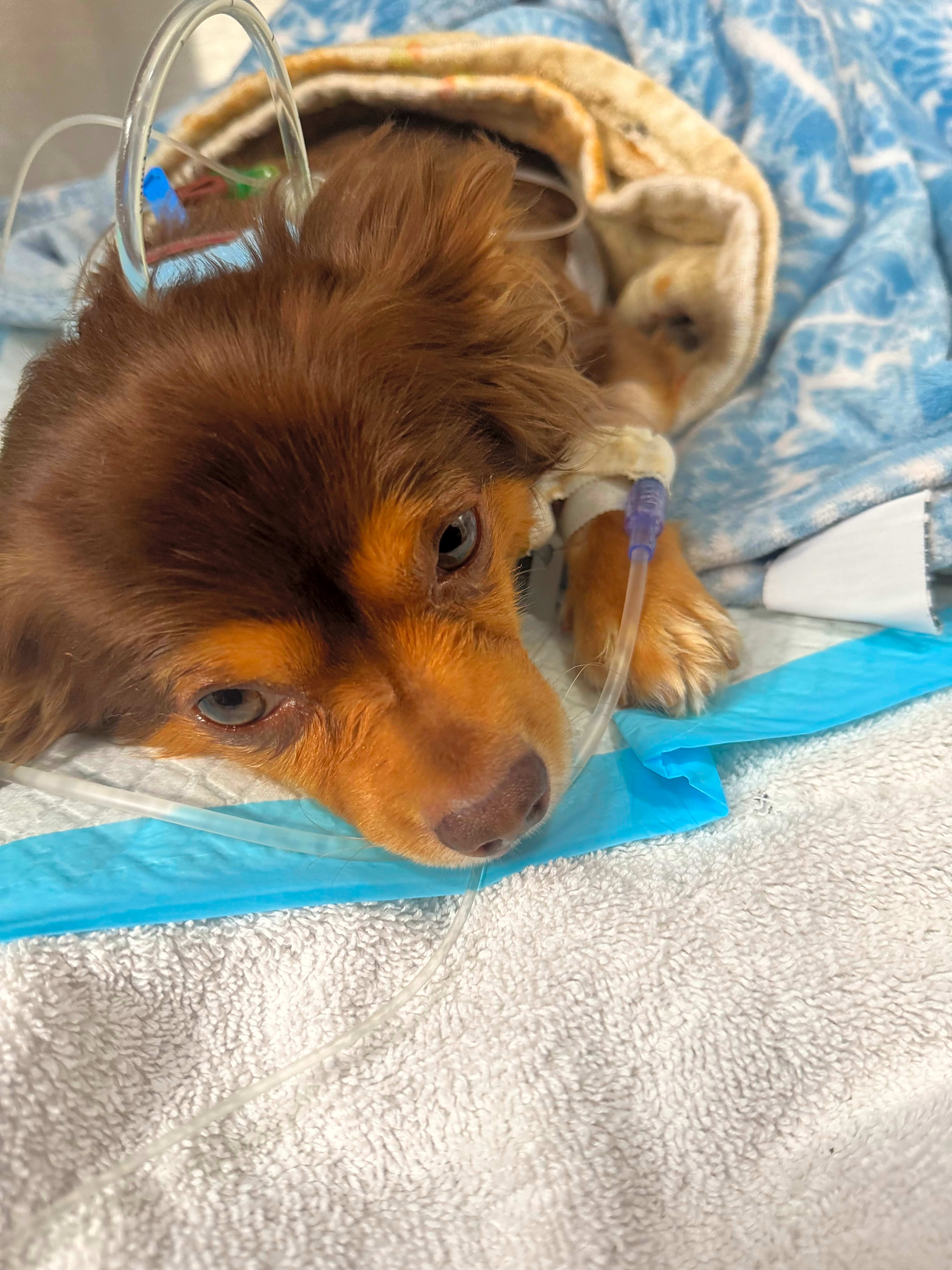 Photo of Stella