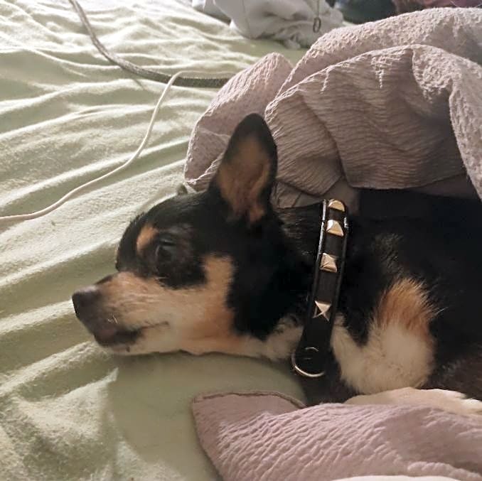 Photo of Sassy