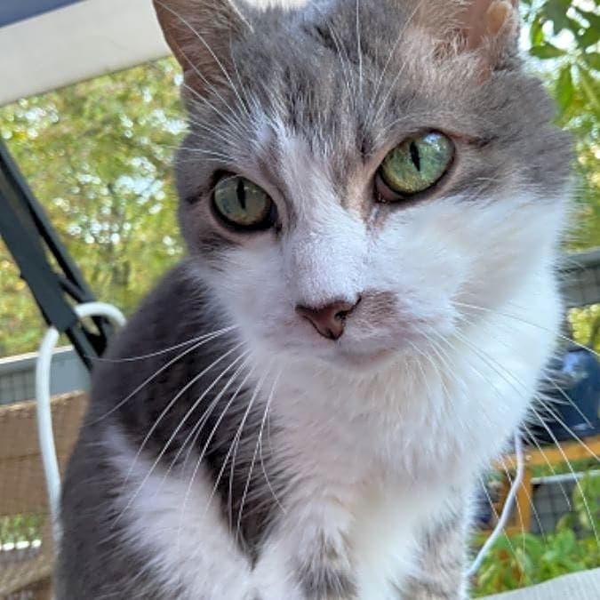 Photo of Princess Cleo Von Schtinkinpuss