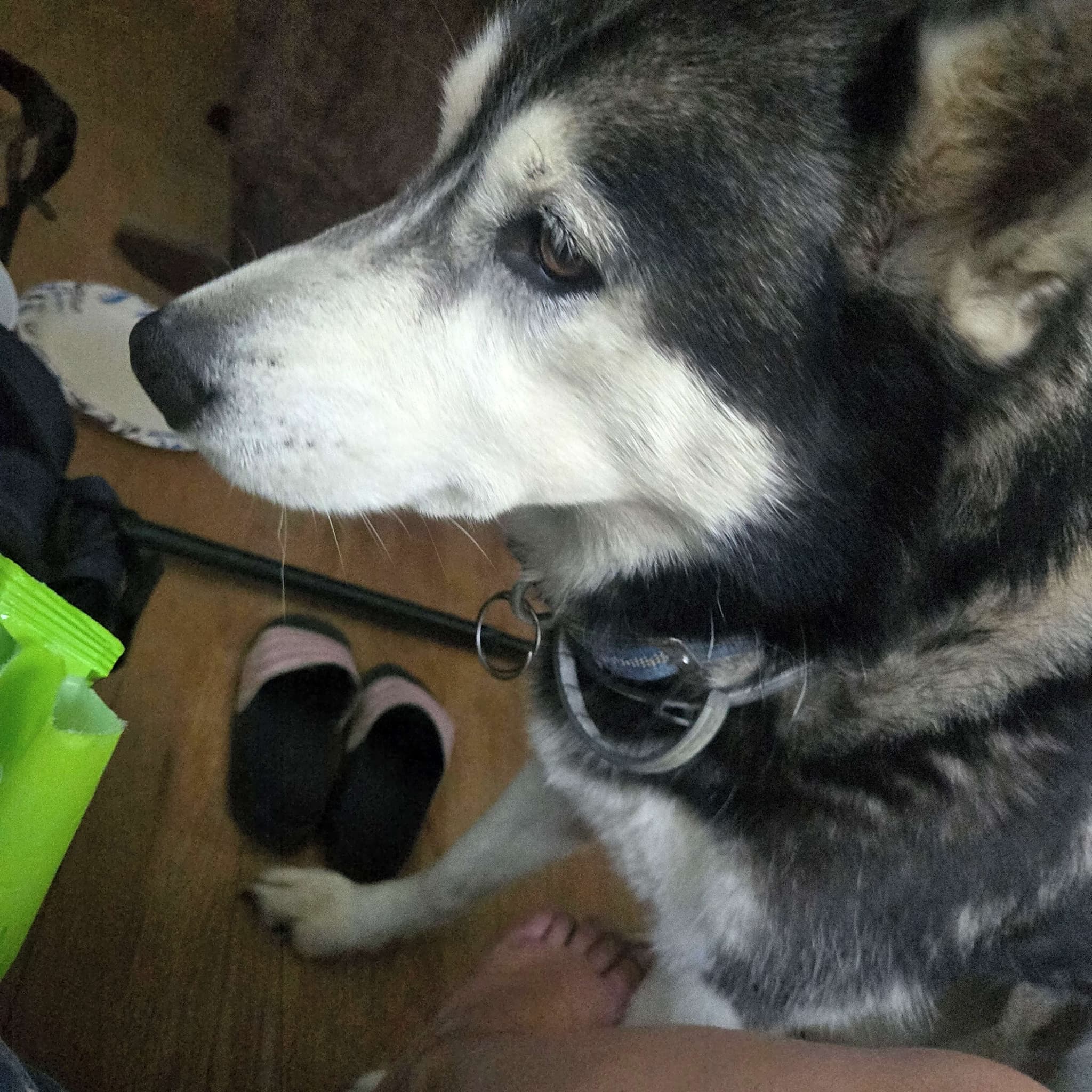 Photo of Kiki