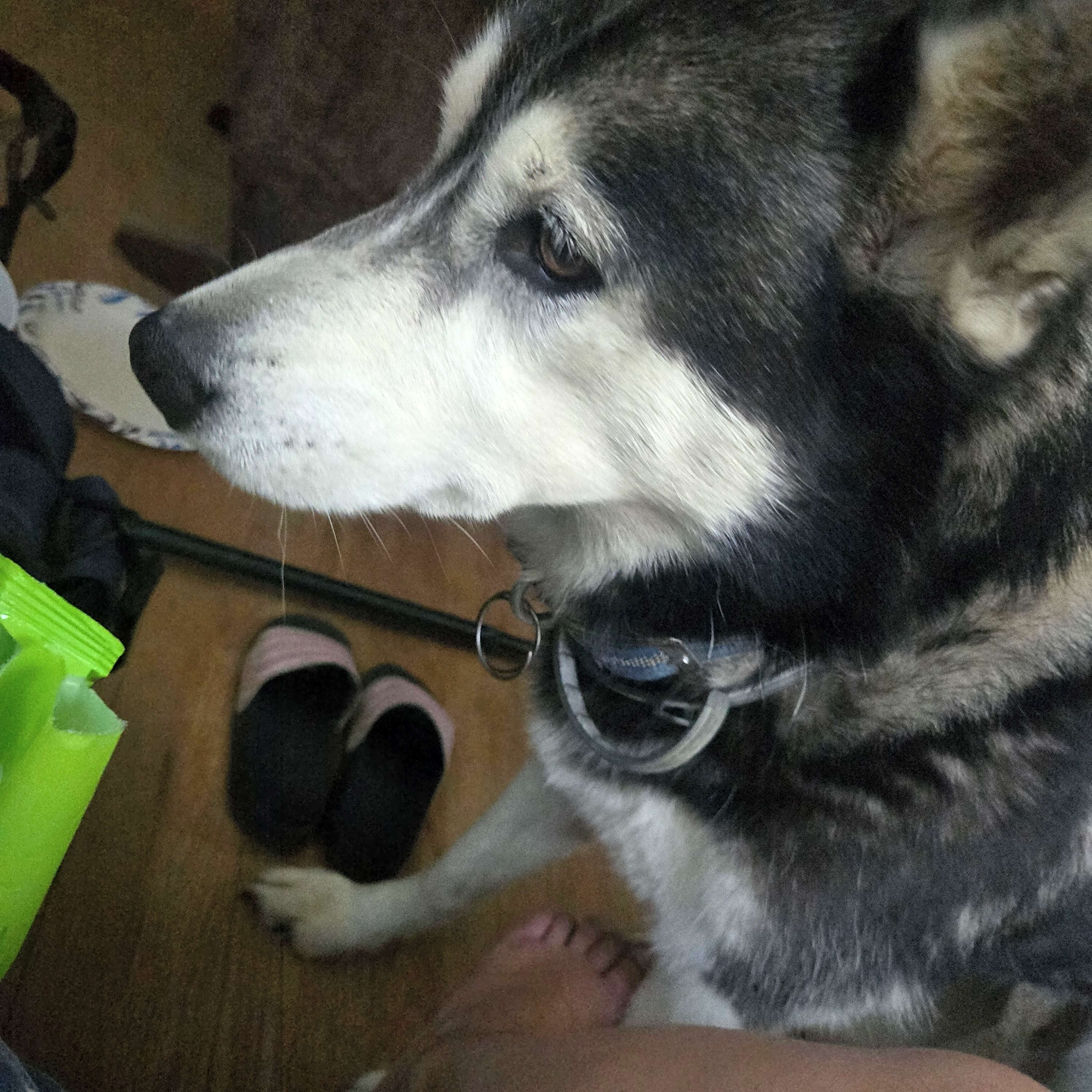 Photo of Kiki