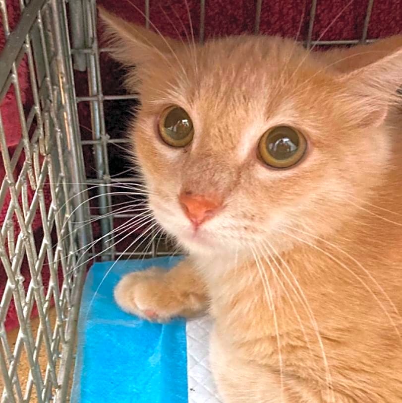 Photo of Puff