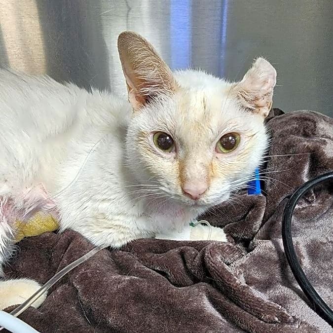 Photo of Pearl