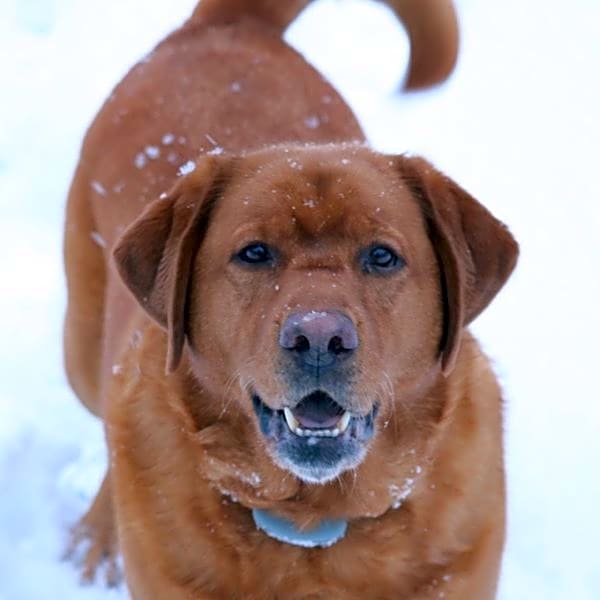 Photo of Ginger