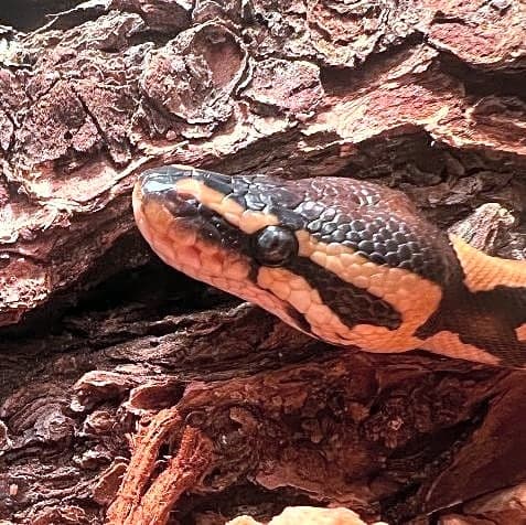 Photo of Rosey