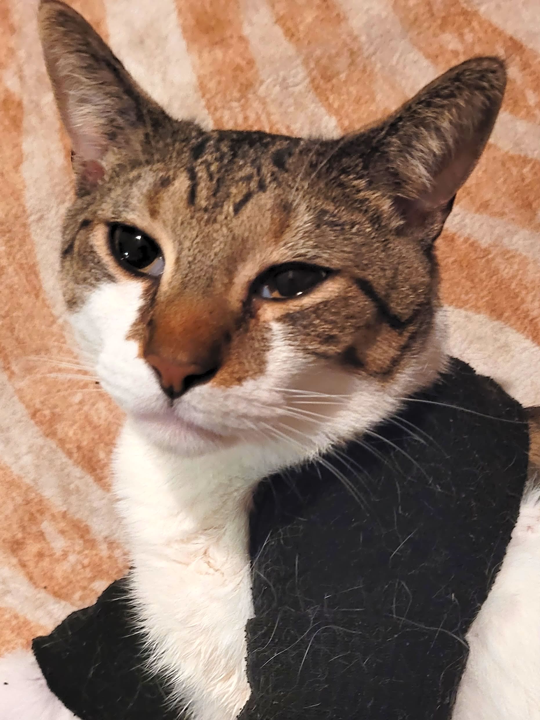 Photo of Miles
